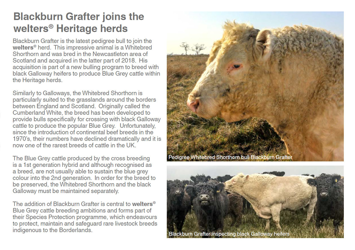 Blackburn Grafter joins the welters Heritage herds